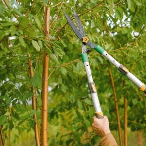 Tree Removal & Trimming